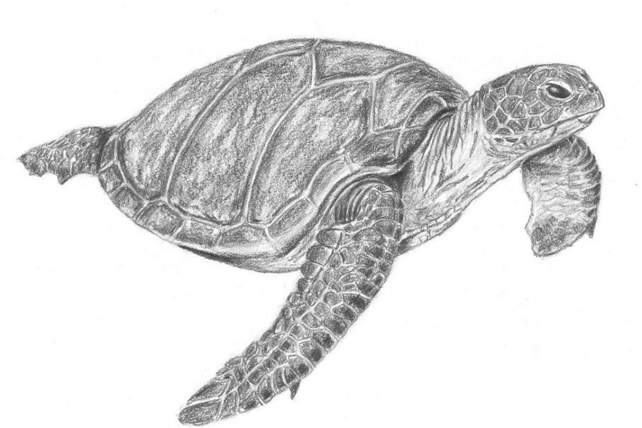 Vẽ Rùa Biển Chân Thực: Hướng Dẫn Cách Vẽ Siêu Dễ Cho Cả Người Mới ...