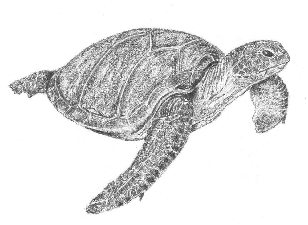 Cách Vẽ Một Con Rùa Biển Bằng Bút Chì - How To Draw A Sea Turtle Step By  Step | Sea Turtle, Turtle Drawing, Turtle