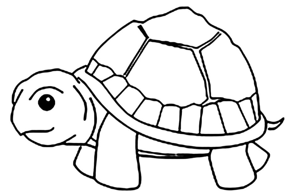 Hình Vẽ Rùa Đẹp Mê Li, Xem Ngay Cách Vẽ Rùa Chi Tiết Tại Đây!