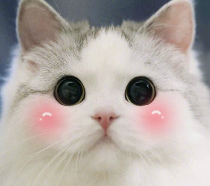 Bộ Sưu Tập Hình Nền Con Mèo 3D Siêu Độc  Top Hơn 999 Hình Nền Con Mèo 3D  Full HD 4K