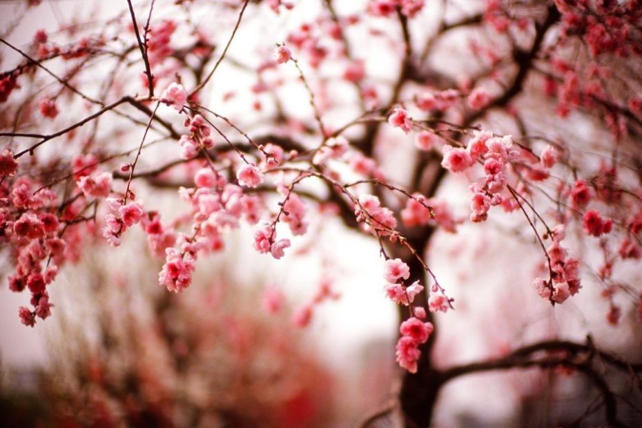 Hình Ảnh Mùa Xuân Ngày Tết 2023 Tuyệt Đẹp | Hình Ảnh, Thiên Nhiên, Hoa Đẹp