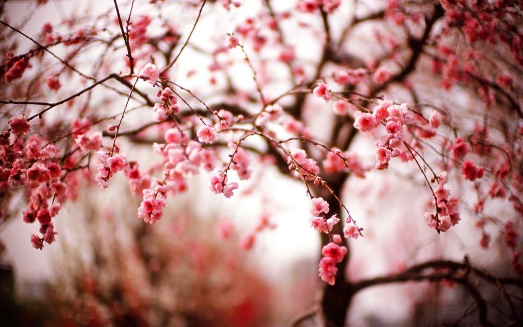 Hình Ảnh Mùa Xuân Ngày Tết 2023 Tuyệt Đẹp | Hình Ảnh, Thiên Nhiên, Hoa Đẹp