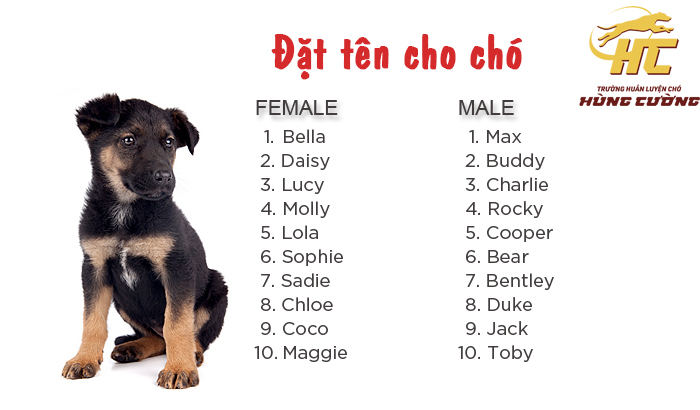 8 Mẹo Đặt Tên Cho Chó Phù Hợp Với Bạn Nhất