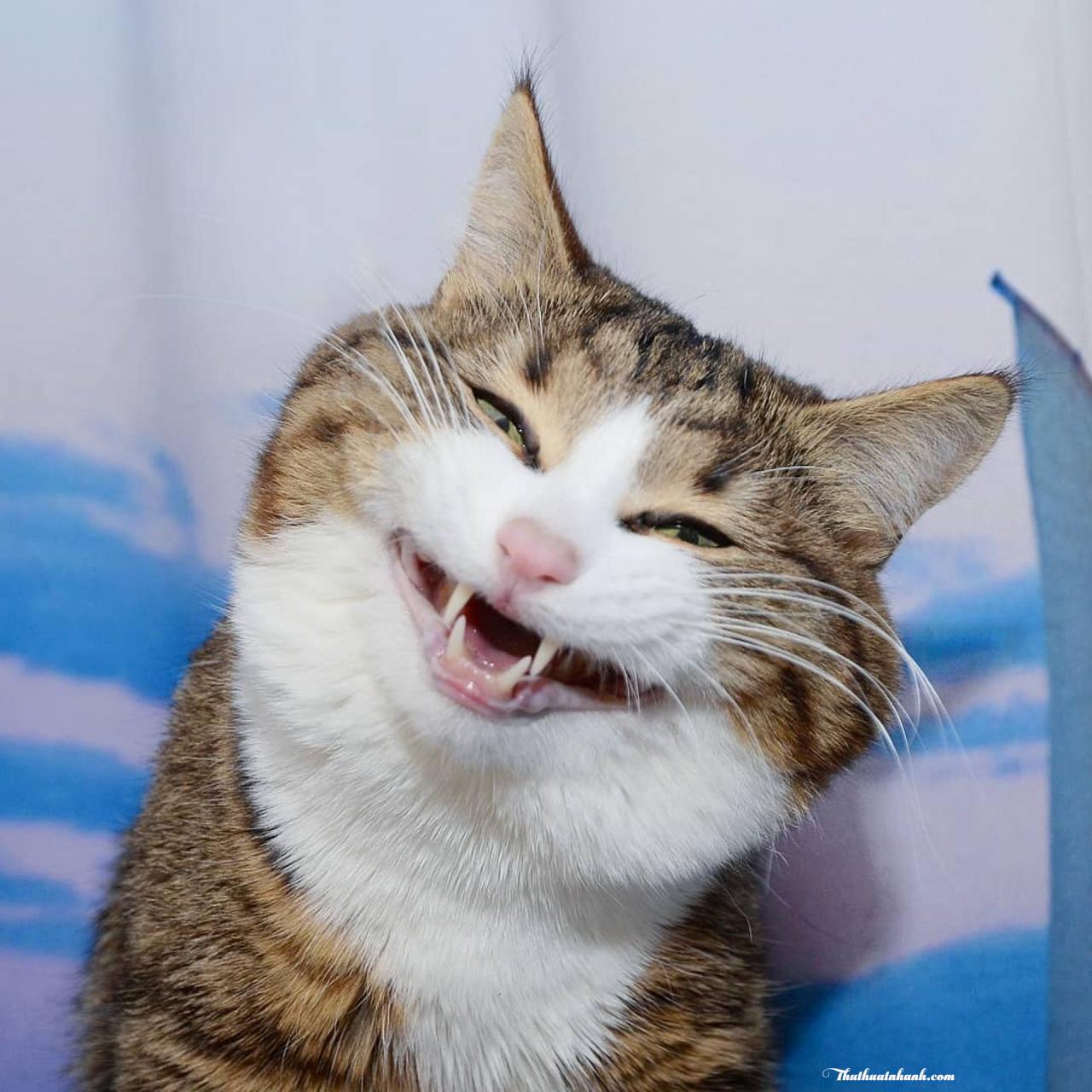 Meme mèo cười đểu nhe răng ha ha nhếch mép nham hiểm