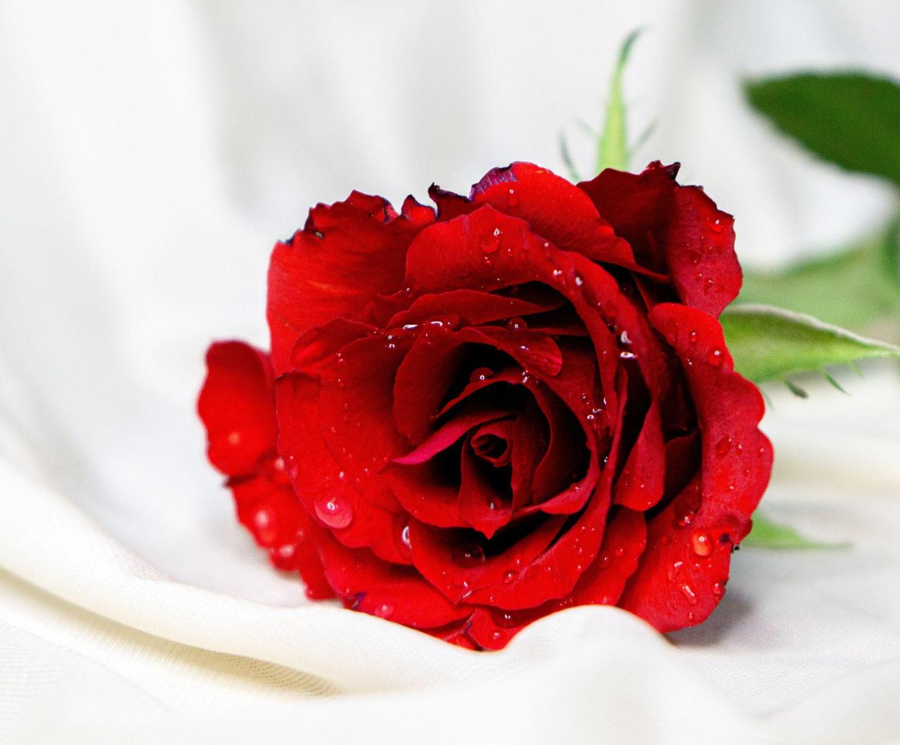 ảnh hoa hồng tuyệt đẹp: Top 10 mẫu ảnh đẹp nhất để làm hình nền (Click để  xem ngay!)