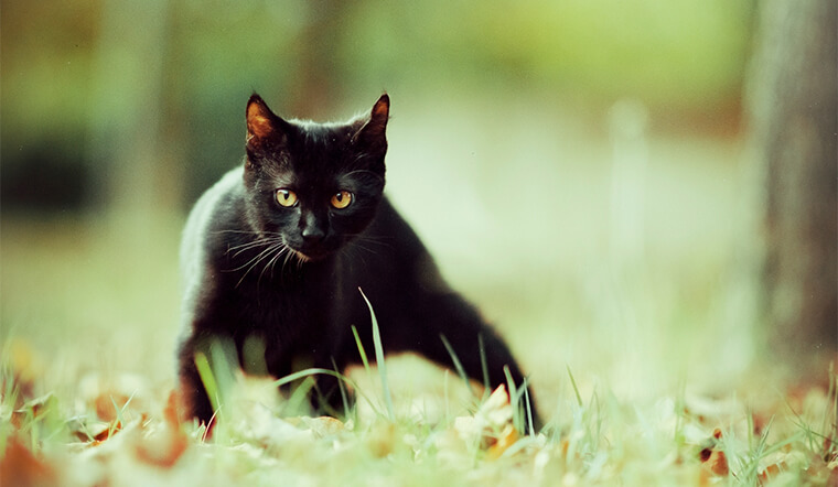 Khám Phá Về Mèo Đen (Mèo Mun) - Giống Mèo Ma Lực Bí Ẩn Nhất Thế Giới