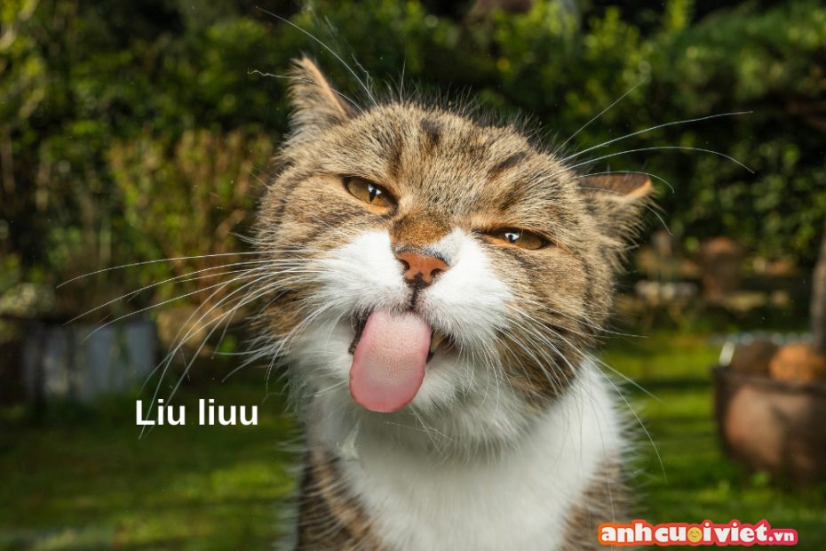 Top 99+ Meme Mèo Đáng Yêu, Ảnh Mèo Chế Siêu Hài Hước Mới Nhất | Ảnh Cười  Việt