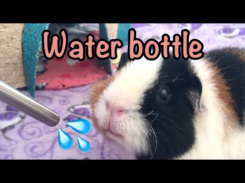 The water bottle for guinea pigs - Information and tip