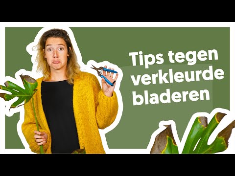 Eerste hulp bij verkleurde bladeren 🍂 | De Stamgasten