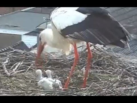 OOIEVAARS | van ei tot uitvliegen; Beleef de Lente 2018