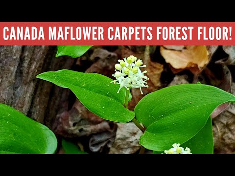 Wildflower Identification: the unique Canada Mayflower!