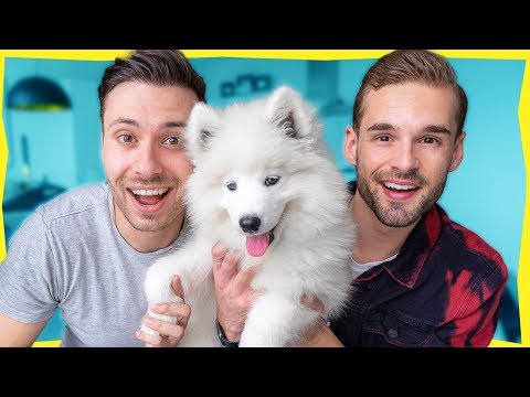 Hoe gaat het nu met ons? - PUPPY PACO UPDATE!