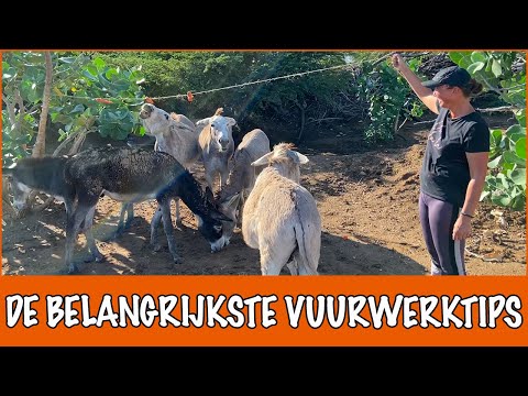 Hoe kom je Oud & Nieuw door met je huisdieren? | DierenpraatTV