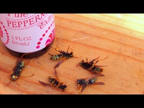 How To Get Rid Of Wasps Naturally