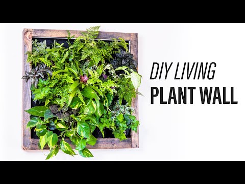 How to Make a Living Plant Wall (DIY)