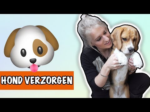 Hoe verzorg je jouw hond? | DierenpraatTV