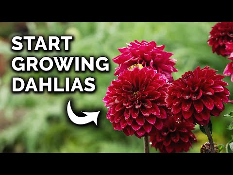 How to Plant Dahlia Tubers From Start to Finish