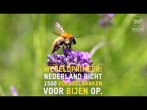 Voer de bij 🐝 bij