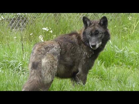 Are there wild wolves in the UK?