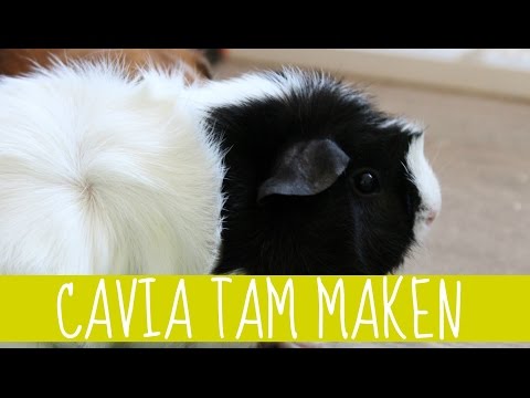 CAVIA TAM MAKEN! || 7 TIPS