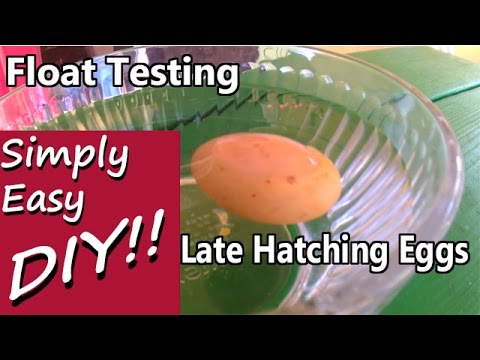 Late Overdue Hatching: Float Testing Egg Viability