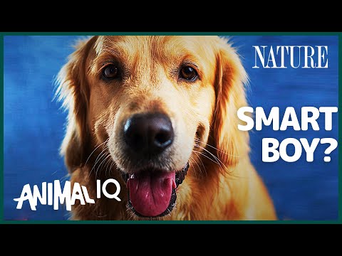 How Intelligent are Dogs, Really? (feat. @TraceDominguez) | Animal IQ