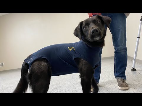 Medical Pet Shirt Tutorial