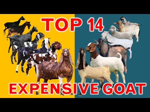 Top 14 Most Expensive Goat Breeds in the World | Unregistered and Registered Price