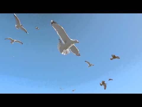 Seagulls In Flight. 1080HD