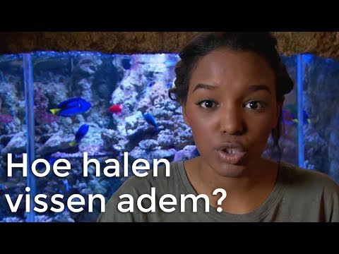 Hoe halen vissen adem? | Vragen van Kinderen