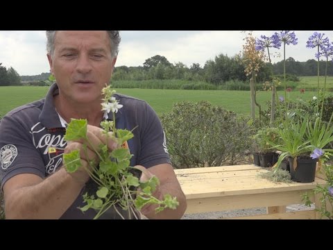 De klokjesbloem of Campanula snoeien: Hoe doe je dat? | Tuinmanieren