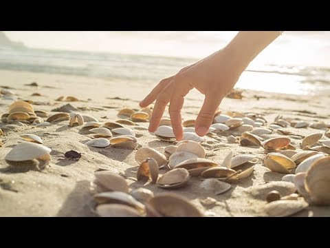 Collect Sea Shells: Is it good or bad? | Impact on environment