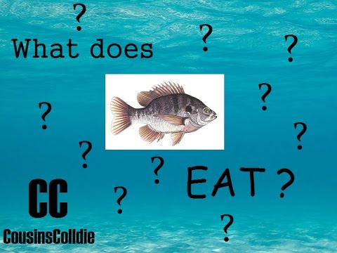 What do fish EAT? (Experiment)