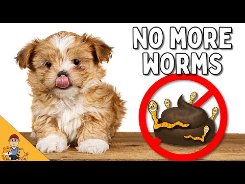 The Best Deworming Schedule For Your Puppy (veterinarian explains)