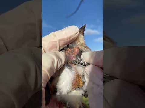 botfly removed cute little bird