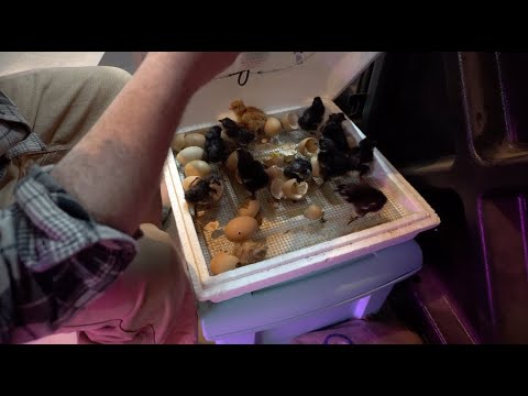 When to move chickens from incubator to brooder.