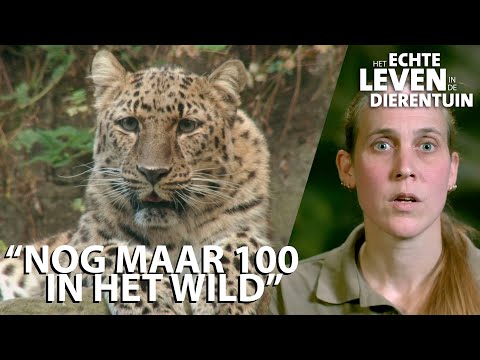 Het favoriete dier van verzorger Linda is de amoerpanter | HET ECHTE LEVEN IN DE DIERENTUIN #5