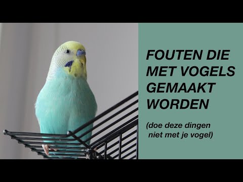 Veelvoorkomende Fouten Die Met Vogels Gemaakt Worden