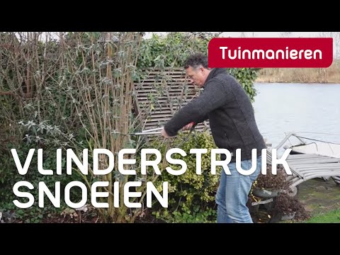 Vlinderstruik Buddleja snoeien: hoe doe je dat? | Tuinmanieren