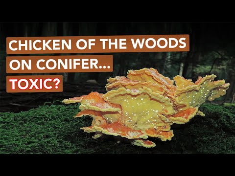 Chicken Of The Woods On Conifer — Toxic?