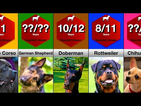 Comparison: Lifespan of Dog Breeds | How Long Will Your Dog Live?