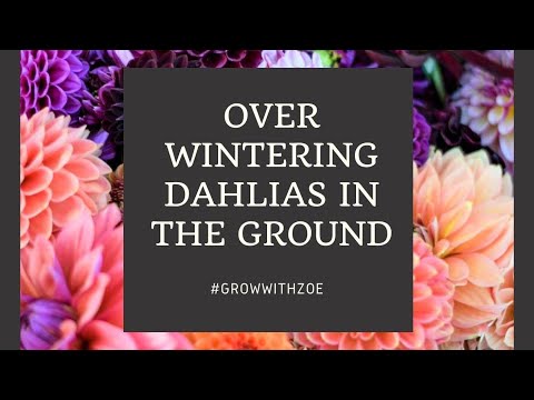 Over Wintering Dahlias in the ground