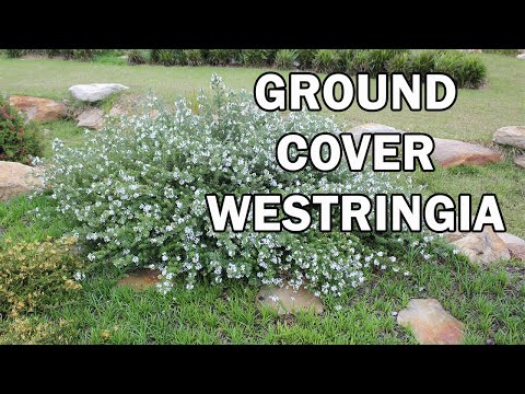 MUNDI™ Westringia is a dense groundcover with white flowers | Ozbreed Native Shrubs & Groundcovers