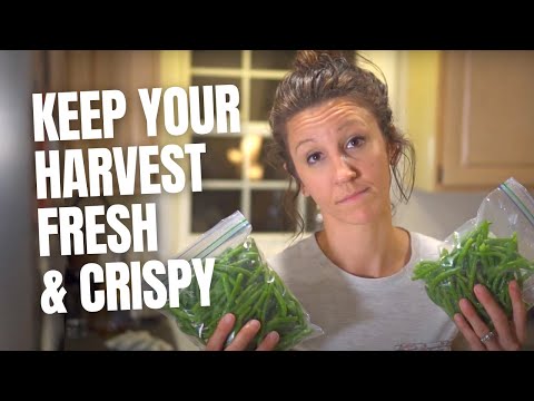 Best Way to Preserve Green Beans (and keep them crispy and fresh!)