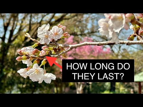 How Long do Cherry Blossoms Last in Japan