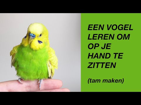 Een Vogel Tam Maken (Leren Om Op Je Hand Te Zitten - parkiet, papegaai)