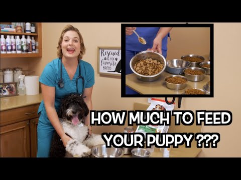 How much food to feed your puppy? | Veterinary Approved