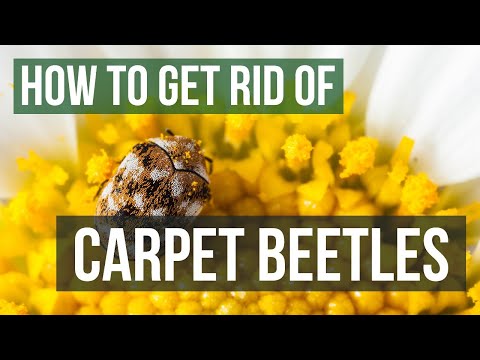 How to Get Rid of Carpet Beetles (4 Easy Steps)