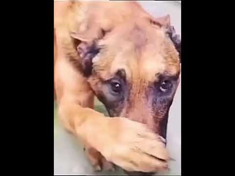 Dog covering nose with paw (Tik Tok Meme)