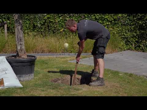 Plantinstructie mediterrane bomen - OlijfboomSpecialist.nl - Mediterrane bomen vertrouwd dichtbij